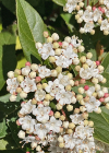 Einzelbild 2 Lorbeer-Schneeball - Viburnum tinus