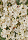 Einzelbild 3 Lorbeer-Schneeball - Viburnum tinus