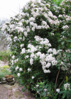 Einzelbild 4 Lorbeer-Schneeball - Viburnum tinus