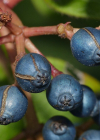 Einzelbild 5 Lorbeer-Schneeball - Viburnum tinus