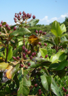 Einzelbild 6 Lorbeer-Schneeball - Viburnum tinus