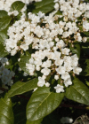 Einzelbild 7 Lorbeer-Schneeball - Viburnum tinus