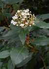 Einzelbild 8 Lorbeer-Schneeball - Viburnum tinus